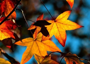 folhas de outono